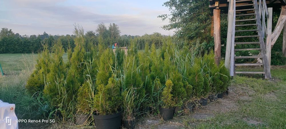 Tuja szmaragd Pyrzyce od 25 do 110cm