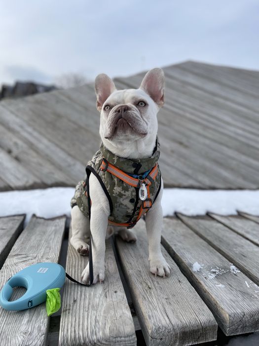 Предлагается для вязки французский бульдог Lilac Tan под кремом!