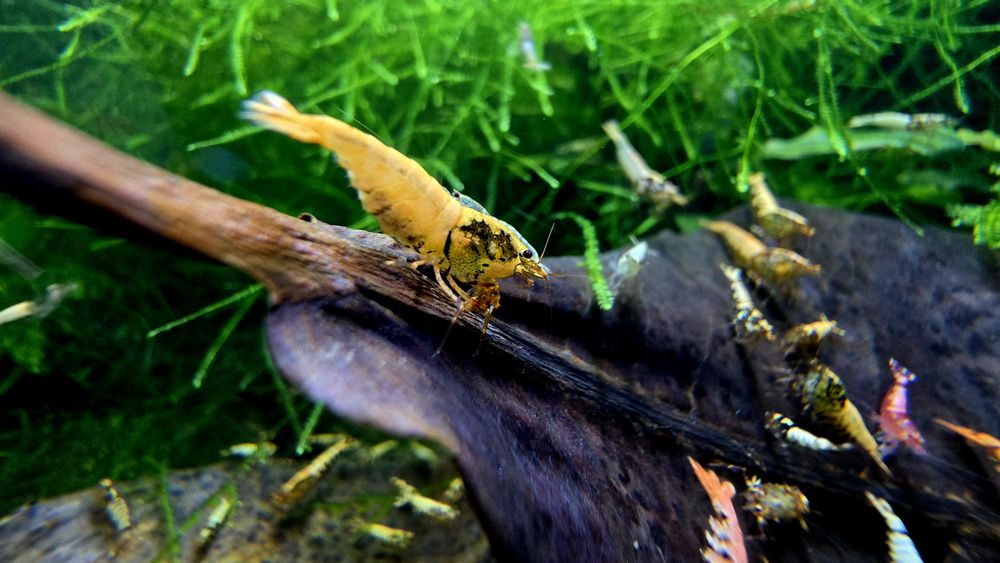 Krewetki Tiger / Caridina mix 10szt