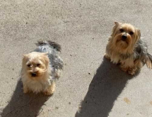 Yorkshire Terrier macho