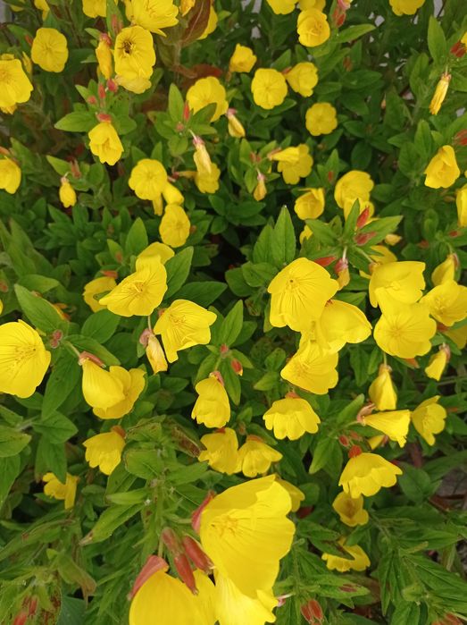 Енотера багаторічна жовта, саджанці