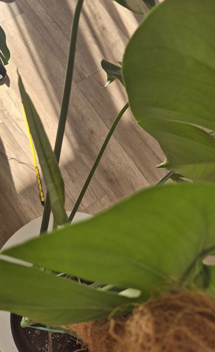 Monstera średnica 23cm, wysokość 65cm
