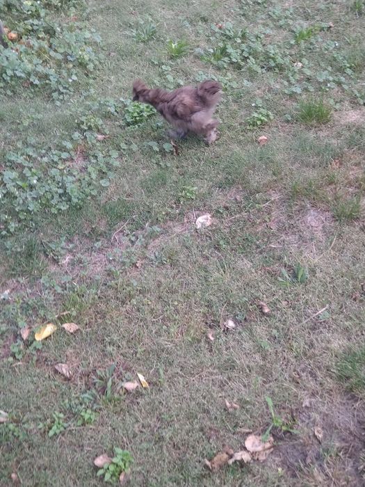 Silka jedwabista kogut silki  drób  ozdobny