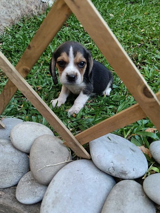 Beagle macho tricolor lindo