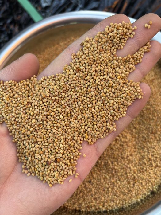 Mieszanki traw koniczyna lucerna gorzowska kupkówka tymotka wysyłka