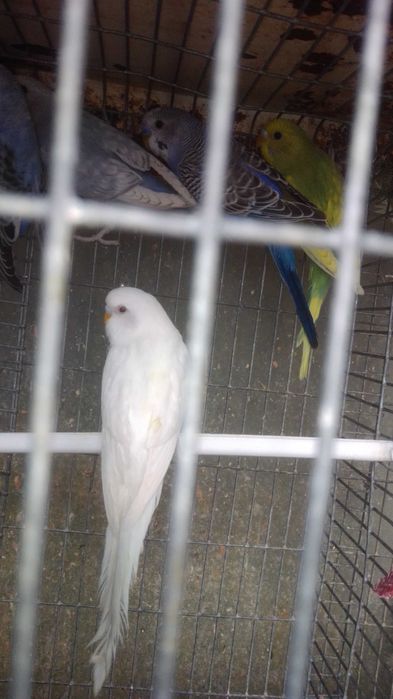 Periquitos bebes fofinhos saidos do ninho