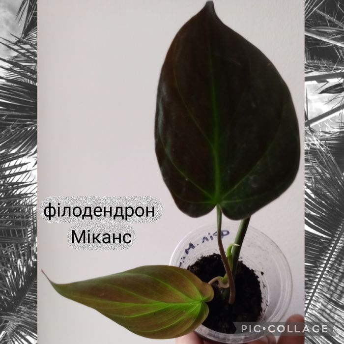 Філодендрон. Каланхое Magic Bells. Фікус. Шлюмбергера. Пеларгонія