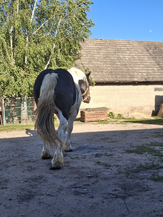 Sprzedam ogiera zimnokrwistego srokatego
