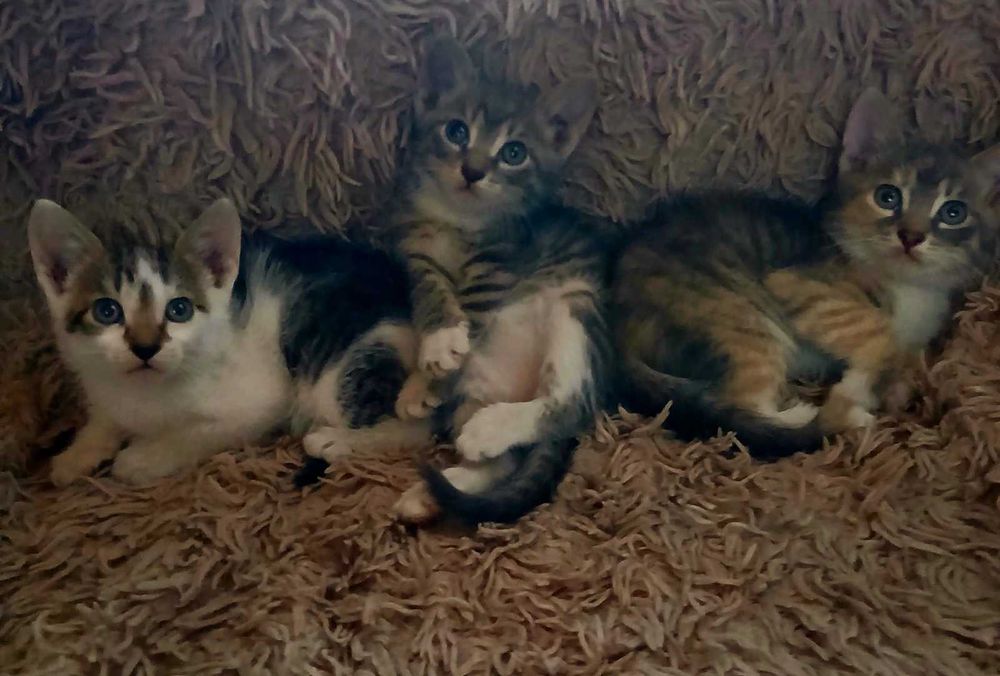 Кошенята шукають дім