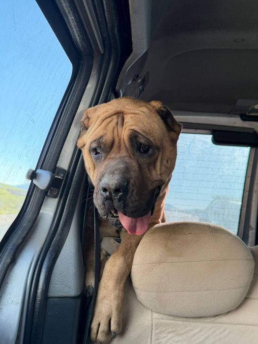 Kora - pies do adopcji
