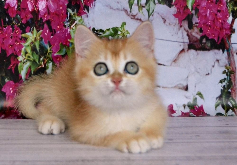 Золота шиншила британська