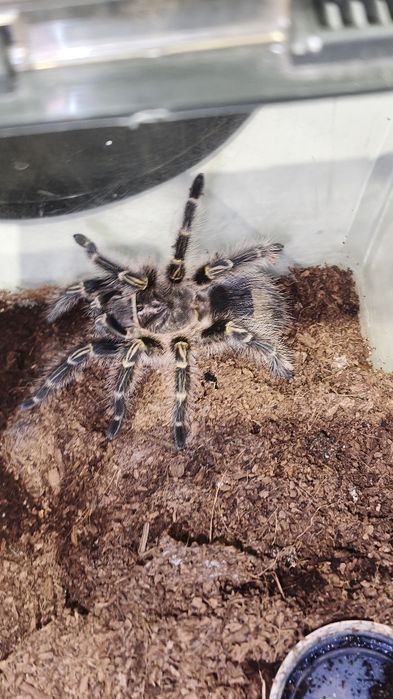 Samica Grammostola pulchripes ~5 cm DC (złotokolana / ptasznik)