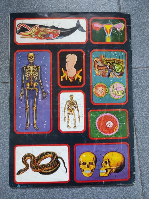 Caderneta de cromos Anatomia