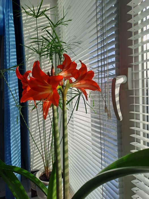 Гіпеаструм Сальмон Перл лілія помаранчева