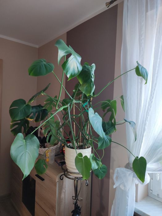 3 duże monstery, sprzedawane oddzielnie lub łącznie