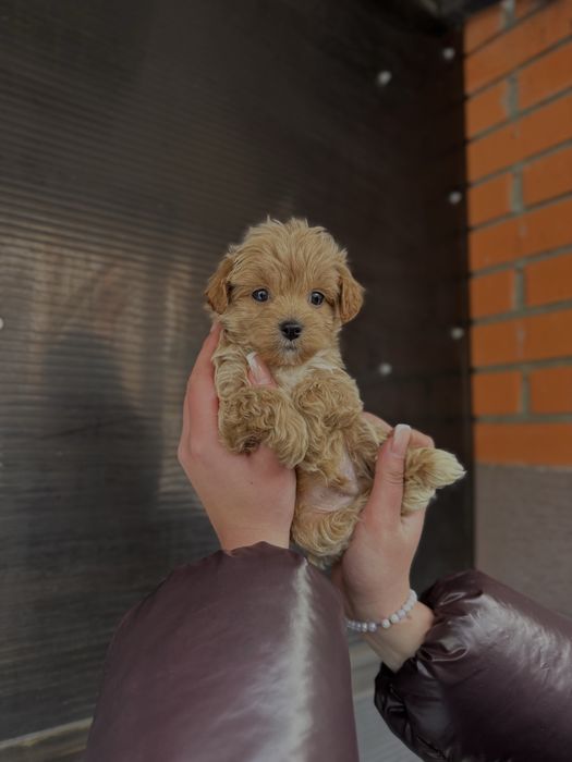 Неймовірні Мальтипу Ф1/Ф2