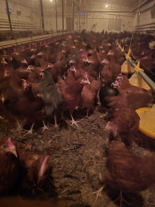 KURY NIOSKI młode Rossa messa Leghorn i inne zapraszam !!TRANSPORT !