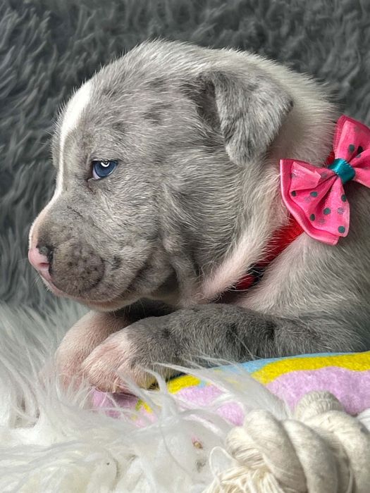 American Staffordshire Terrier Suczka Silver Merle