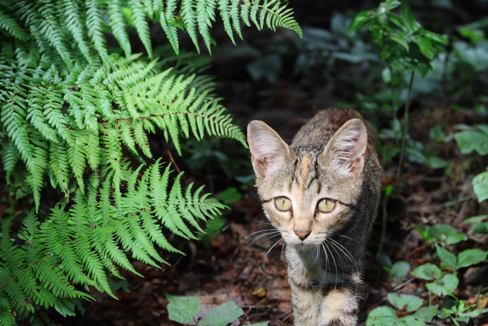 Екзотична дівчинка Орі батьки Орієнтальна кішка і Саванна ф7