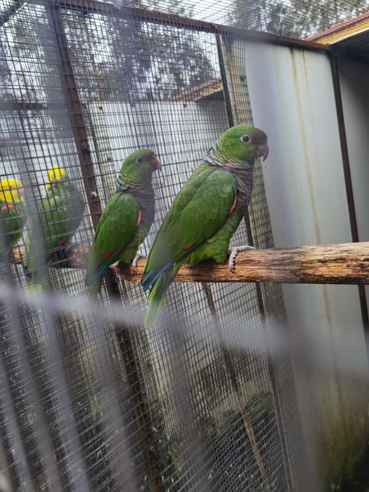 Casal de amazonas vinacea