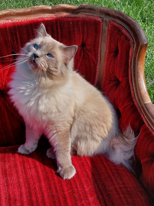 JCH Czak ll  kocureki.FPL/Fife .