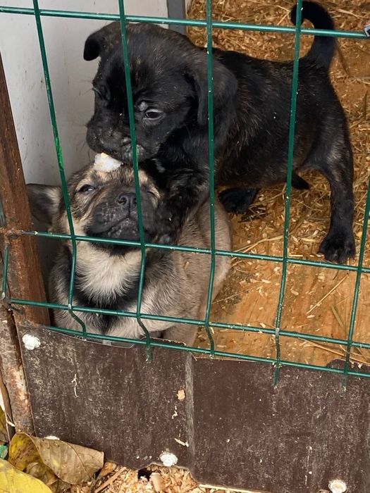 Цуценята хлопчики та дівчата