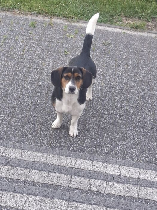 Oddam pieska Beagle