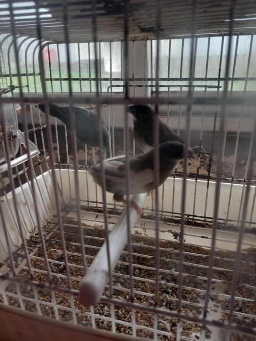 Lote bengalins Japão