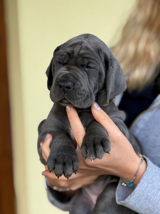 Szczeniak Dog Niemiecki