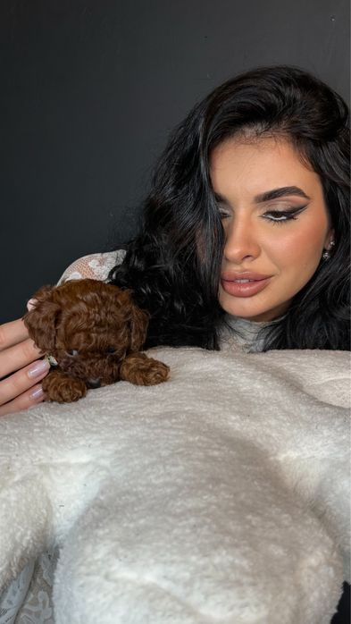 Toy pudel — chińska linia