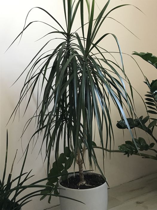 Кімнатні рослини, драцена