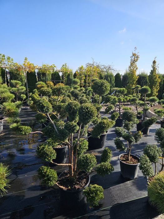 Tuje  formowane. Bonsai. Spirale. Kulki ,