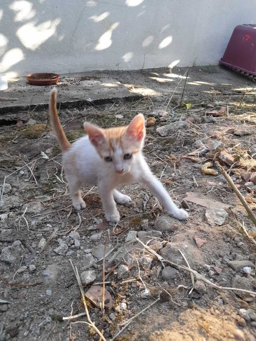 Gatinhos "Raios de Sol" prontos para adoção