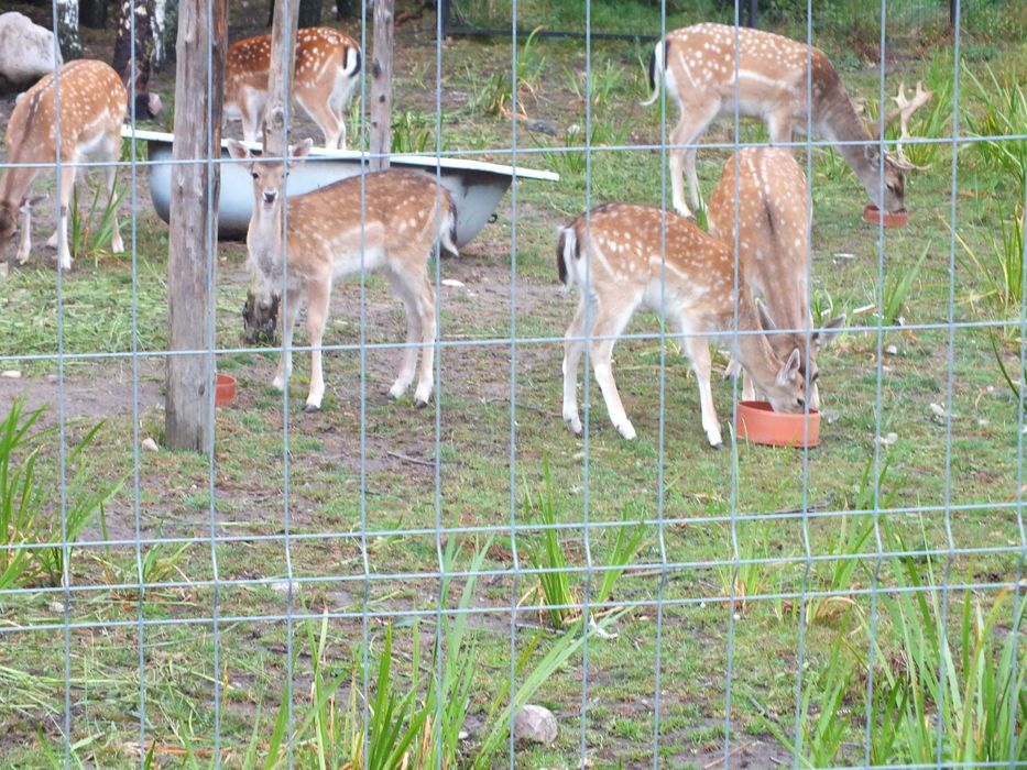 Daniele   3 łanie (zakocone) i 1 byk