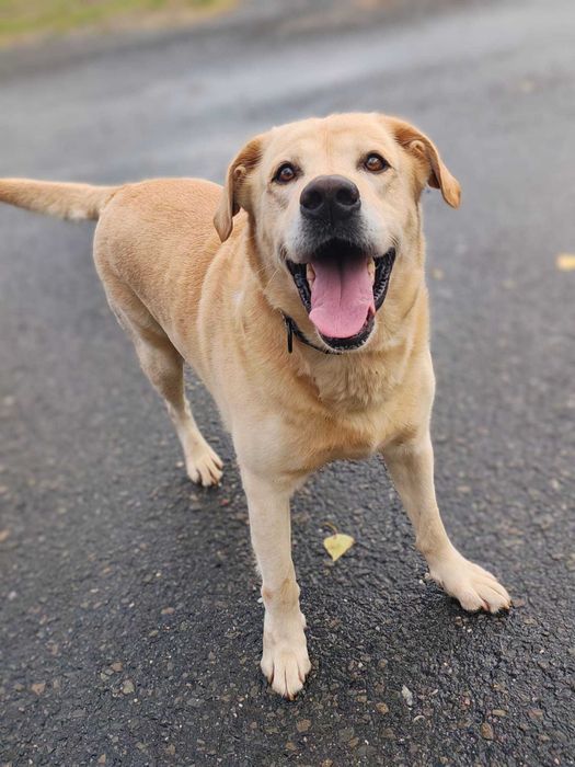 Labrador do adopcji .