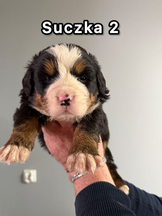 Bernenski pies pasterski