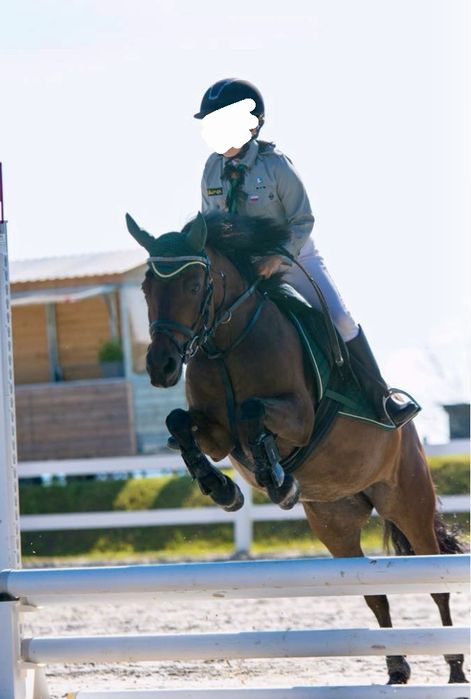 Wydzierżawie idealnego kucyka dla dziecka