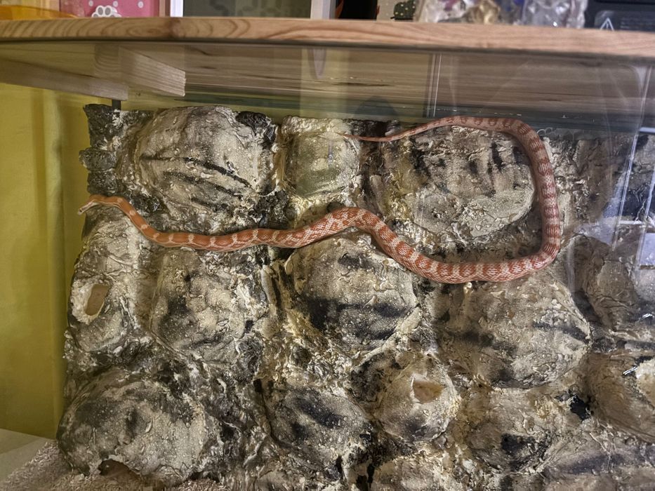 Duży Wąż zbożowy