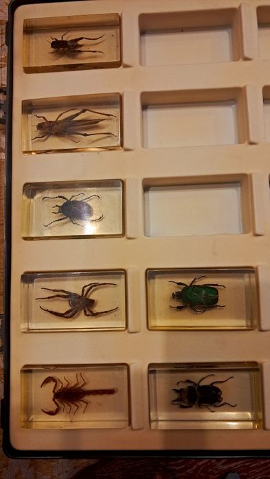 Коллекция насекомых.Коробка для насекомых. З