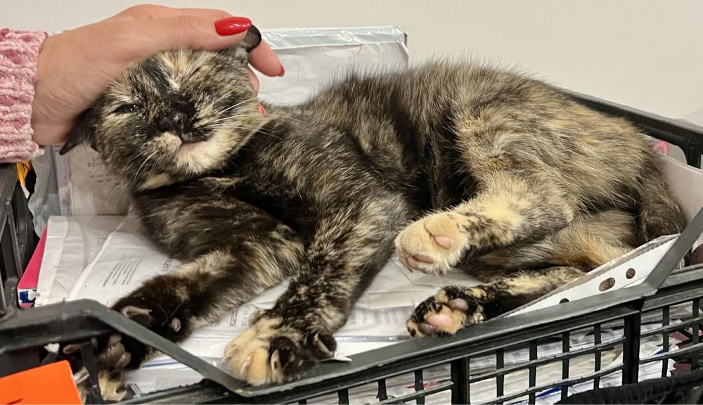 Lira, 8-miesięczna kotka, czeka na serce, które ją pokocha.