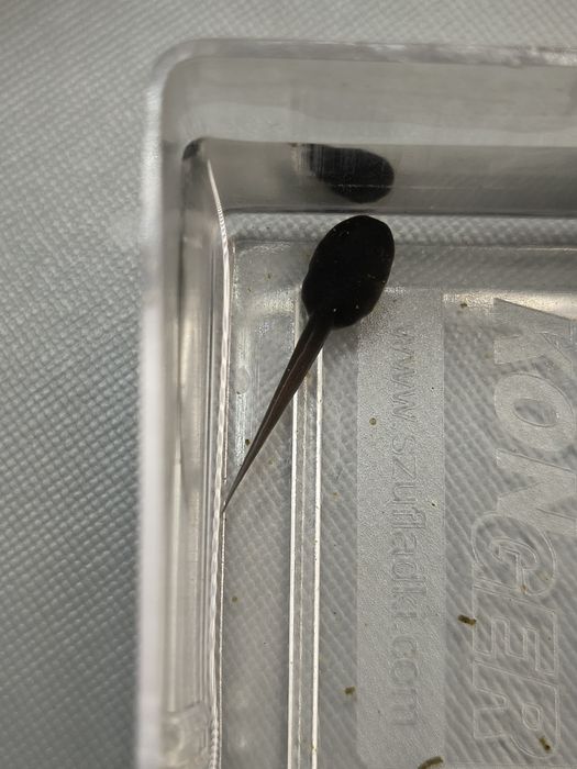 Dendrobates Tinctorius Azureus