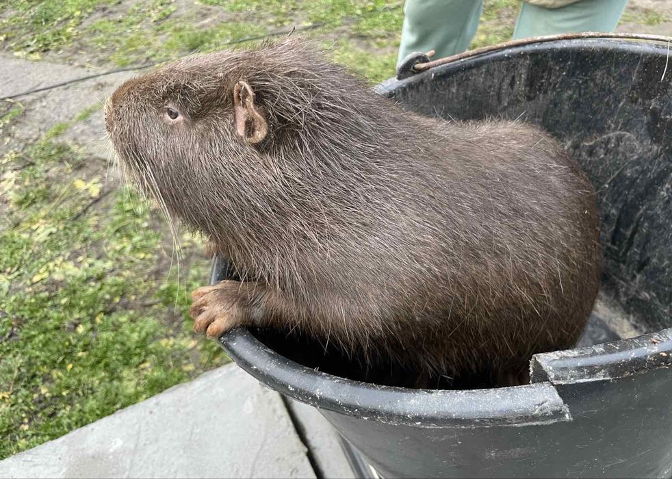 Продам мясо нутрії