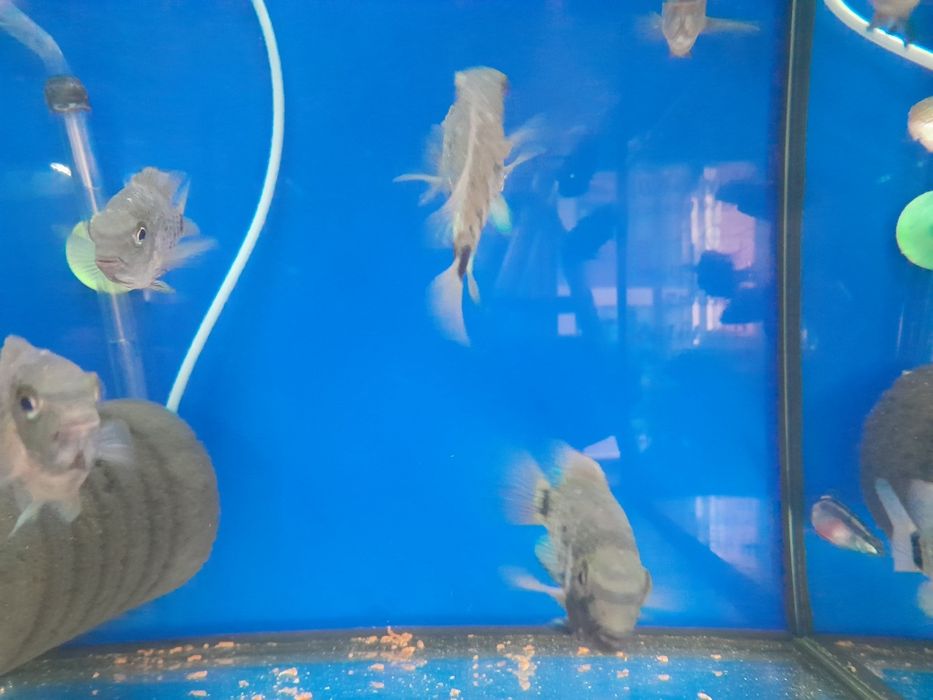 Pielegnica  oscura hetrospila  5-6 cm