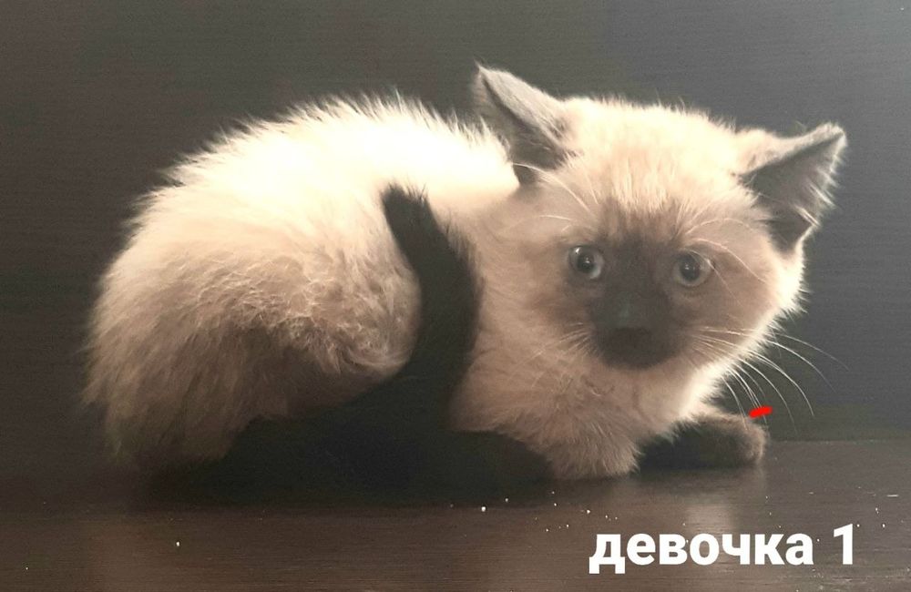 Віддаю кошенят, в добрі руки.