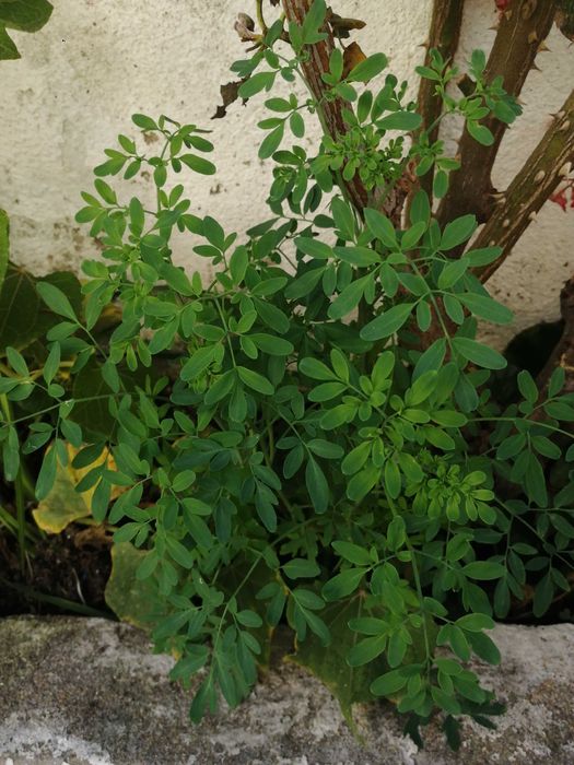 Várias Plantas, Arvores de fruto e Sementes