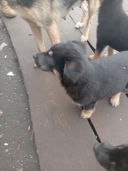 Віддамо цуценят в добрі руки