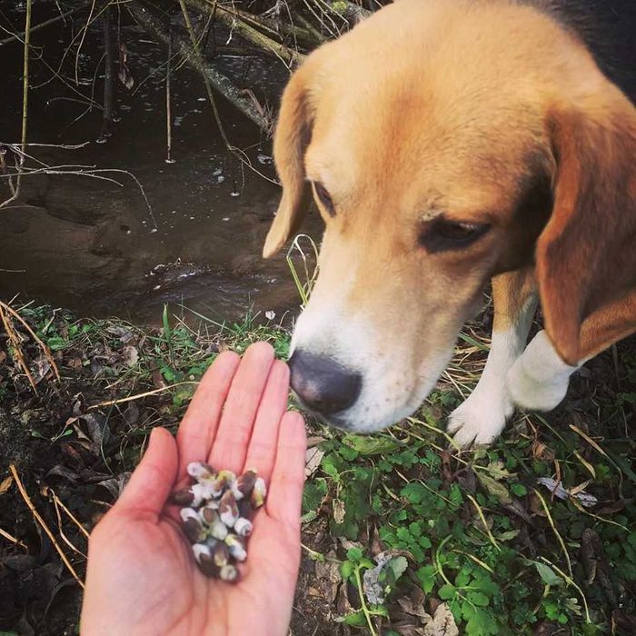 Opieka nad zwierzętami, hotelik dla zwierząt, opieka nad psem, kotem