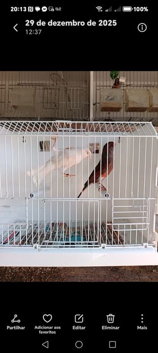 Ultimos Canários para  ceder