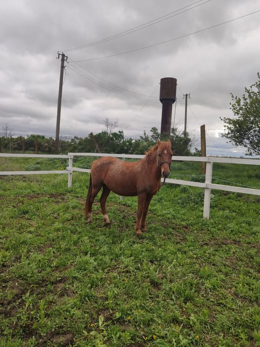 Продам кобылку Орловская рысачка 7лет