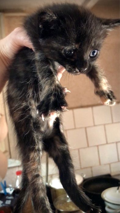Отдаю котёнка (кошечку) 1 месяц